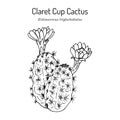 Claretcup, or Mojave mound cactus Echinocereus triglochidiatus , state cactus of Colorado Royalty Free Stock Photo