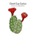Claretcup, or Mojave mound cactus Echinocereus triglochidiatus , state cactus of Colorado