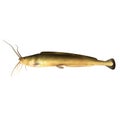 Clarias gariepinus/African catfish Royalty Free Stock Photo