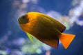 Clarion angelfish (Holacanthus clarionensis).