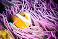 Clark Anemonefish hiding swimming Bunaken Sulawesi, Indonesia underwater Amphiprion clarkii