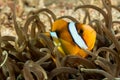 Clark's Anemone Fish