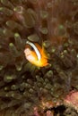 Clark's Anemone Fish Royalty Free Stock Photo