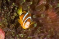 Clark's Anemone Fish