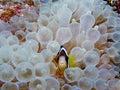 Clark's Anemonefish