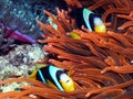 A Clark`s Anemonefish Amphiprion clarkii