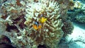 Clark's Anemonefish or clownfish in the Red Sea