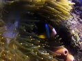 Clark`s anemonefish fish playing in the elegance coral at Amed, Sunken ship diving site, Bali, Indonesia