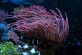 Clark\'s anemonefish hide in pink bubble tip anemone, poison animal move tentacles and protect fish, professional care