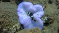 Clark`s Anemonefish among sea anemone tentacles. Amphiprion Clarkii snuggles into its colorful host anemone. Cute clownfish is