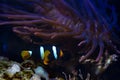 Clark`s anemonefish shine fluorescent in LED actinic blue spotlight, bubble tip anemone move tentacles in flow, hunt for food