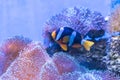 Clark`s anemonefish, Yellowtail clownfish