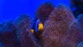 Clark`s anemonefish, Yellowtail clownfish