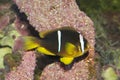 The Clark`s anemonefish and yellowtail clownfish Amphiprion clarkii.