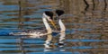 Clark`s Grebes Royalty Free Stock Photo