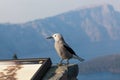 Clark`s Nut Cracker Bird by Park Sign Royalty Free Stock Photo