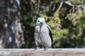 Clark's Nutcracker