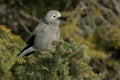 Clark`s Nutcracker - Nucifraga columbiana Royalty Free Stock Photo