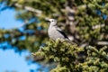 Clark\'s Nutcracker (Nucifraga columbiana) perched on fir tree branch. Royalty Free Stock Photo