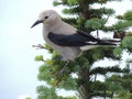 A Clark`s nutcracker Nucifraga columbiana, sometimes referred to as Clark`s crow or woodpecker crow, a passerine bird