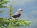A Clark`s nutcracker Nucifraga columbiana, sometimes referred to as Clark`s crow or woodpecker crow, a passerine bird