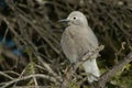 Clark`s Nutcracker - Nucifraga columbiana Royalty Free Stock Photo