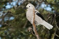 Clark's Nutcracker - Nucifraga columbiana Royalty Free Stock Photo