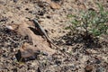 Lizard in Utah