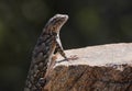 A Clark`s Spiny Lizard Enjoys the Morning Sun