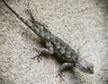 A Clark`s Spiny Lizard on a Wall, Sceloporus clarkii