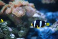 Clarke`s Anemonefish Clownfish fish Royalty Free Stock Photo