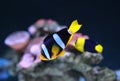 A Clarke`s Anemonefish Clownfish fish Royalty Free Stock Photo