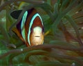 Clarkes Anemonefish Amphiprion clarckii Royalty Free Stock Photo