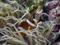 Clarkes Anemonefish Amphiprion clarckii Royalty Free Stock Photo