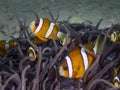 Clarkes Anemonefish Amphiprion clarckii Royalty Free Stock Photo