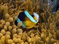 Clarkes Anemonefish Amphiprion clarckii in Malapascua Royalty Free Stock Photo