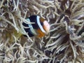 Clarkes Anemonefish Amphiprion clarckii in Malapascua Royalty Free Stock Photo