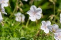 Clarkes geranium (geranium clarkei) flowers Royalty Free Stock Photo