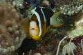 Clarki Anemonefish Amphiprion clarkii Royalty Free Stock Photo