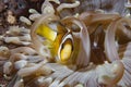 Clarki Anemonefish Amphiprion clarkii Royalty Free Stock Photo