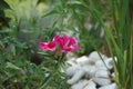 Clarkia amoena `Azaleenschau` in July. Clarkia amoena, farewell to spring or godetia; syn. Godetia amoena, is a flowering plant.