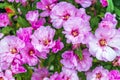 Clarkia amoena farewell to spring or godetia; Godetia amoena is flowering plant. Pink blooming flowers. For seed packaging