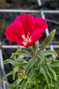 Clarkia amoena or farewell to spring or godetia growing in the greenhouse