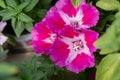 Clarkia amoena farewell to spring or godetia is grown at the nursery