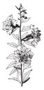 Clarkia Elegans vintage illustration