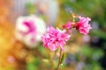 The clarkia flower blooms in home garden. Pink clarkia close-up under sunlight, blurred background.