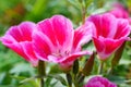 Clarkia flower. Pink Godetia flower