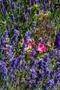 Clarkia and lavender blooms in mass planting crowded together