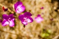 Clarkia Purpurea wildflower, California