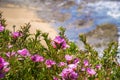 Clarkia Rubicunda Farewell to spring blooming on the Pacific Ocean coastline Royalty Free Stock Photo